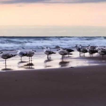 Zeezonzand * Koksijde